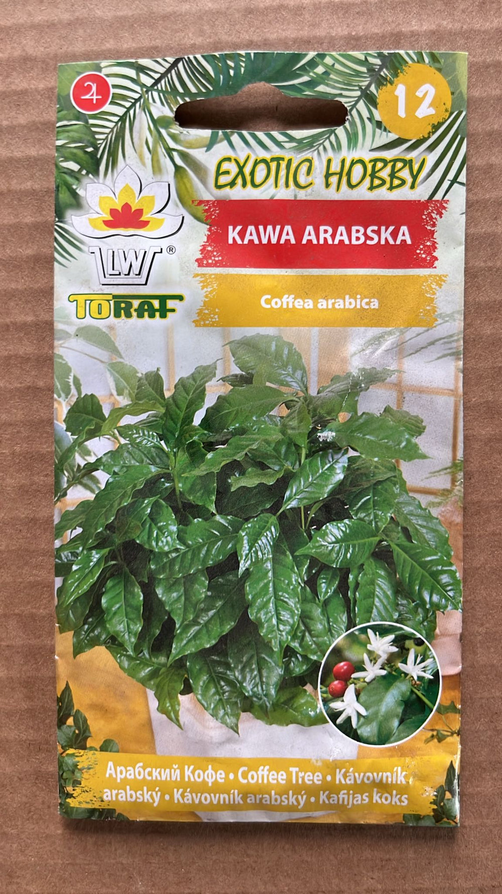 Semințe de cafea Arabica, Toraf