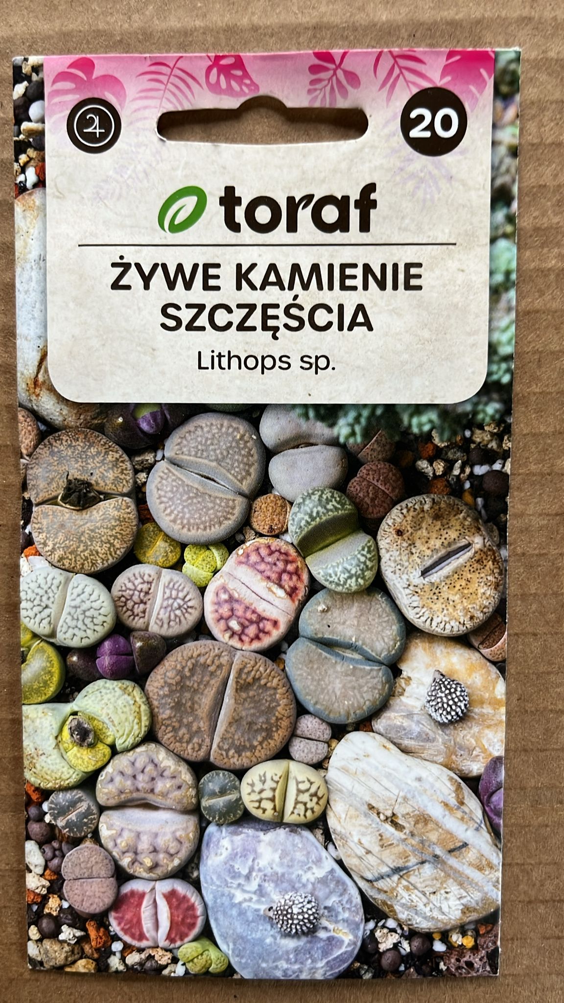 Semințe de Lithops – pietre vii, Toraf