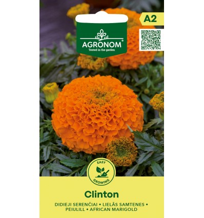 Crăițe africane Clinton
