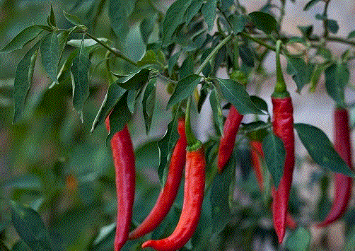 Ardei iute Cayenne chili , 0.5g seminte