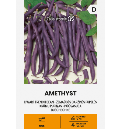 Fasole pitică păstăi Amethyst