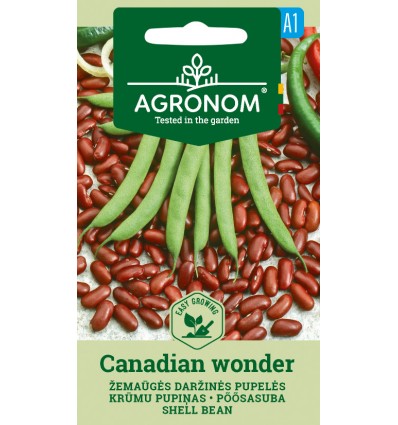 Fasole pitică boabe Canadian Wonder