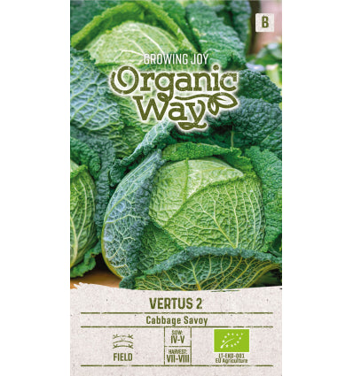 Varză Savoy Vertus 2