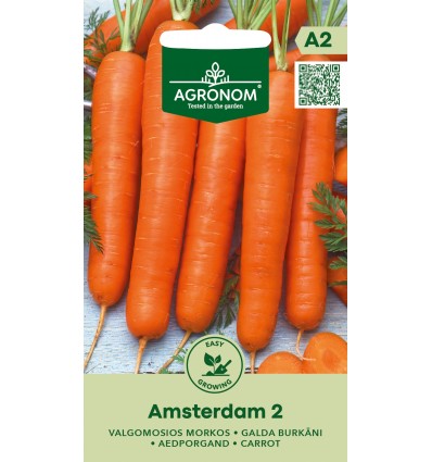 Morcov Amsterdam 2