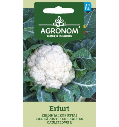 Conopidă Erfurt