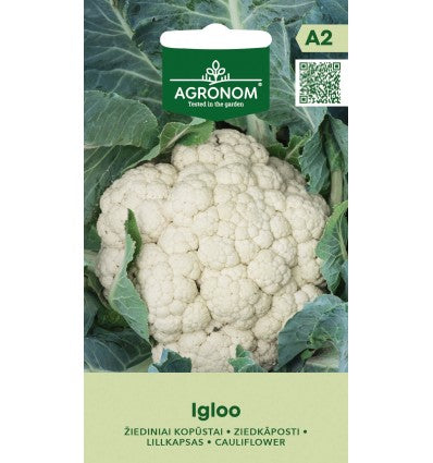 Conopidă Igloo