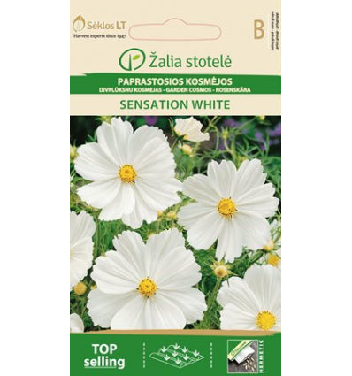 Cosmos Sensation White