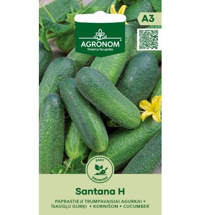 Castraveți (Gherkin) Santana H