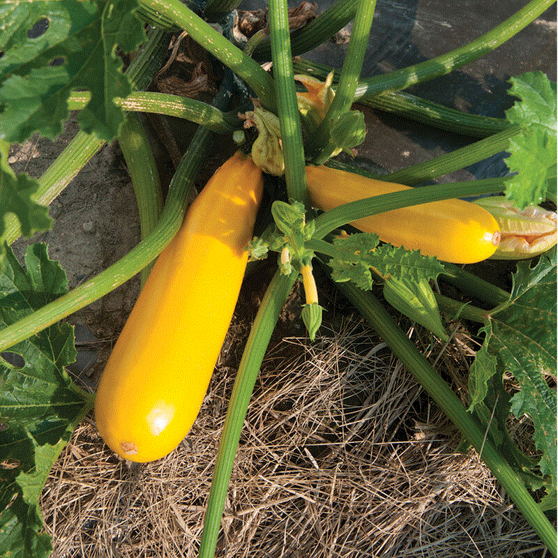 Dovlecel Zucchini Goldena , 3g seminte