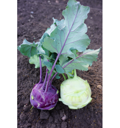 Kohlrabi Modrava H