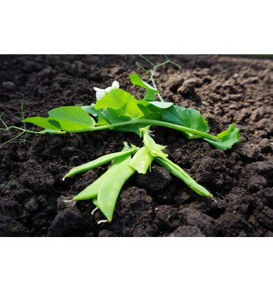 Mazăre mangetout Norli