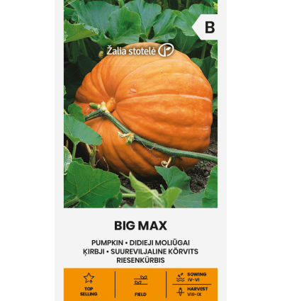 Dovleac Big Max