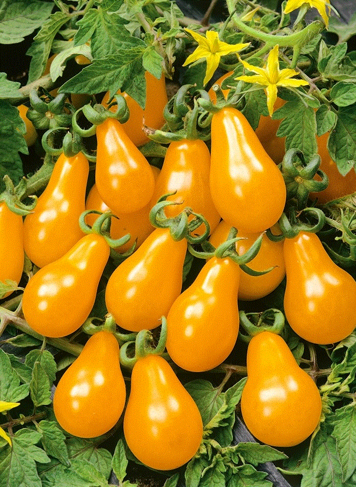 Rosii Cherry galbene Perun  / Tomate Cherry galbene Perun , 0.5g seminte