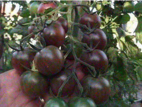 Rosii Cherry negre / Tomate Cherry negre , 0.3g seminte