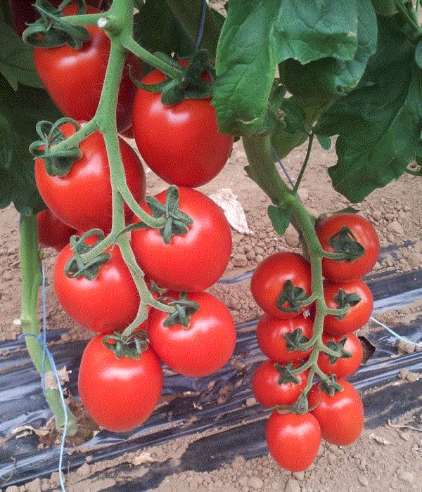 Rosii de sera Daphne F1 / Tomate de sera Daphne F1 , 0.2g seminte