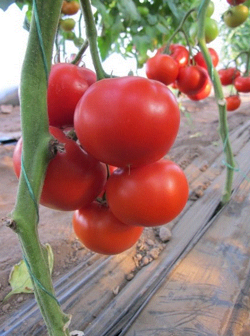 Rosii de sera Pedro F1 / Tomate de sera Pedro F1 , 0.2g seminte