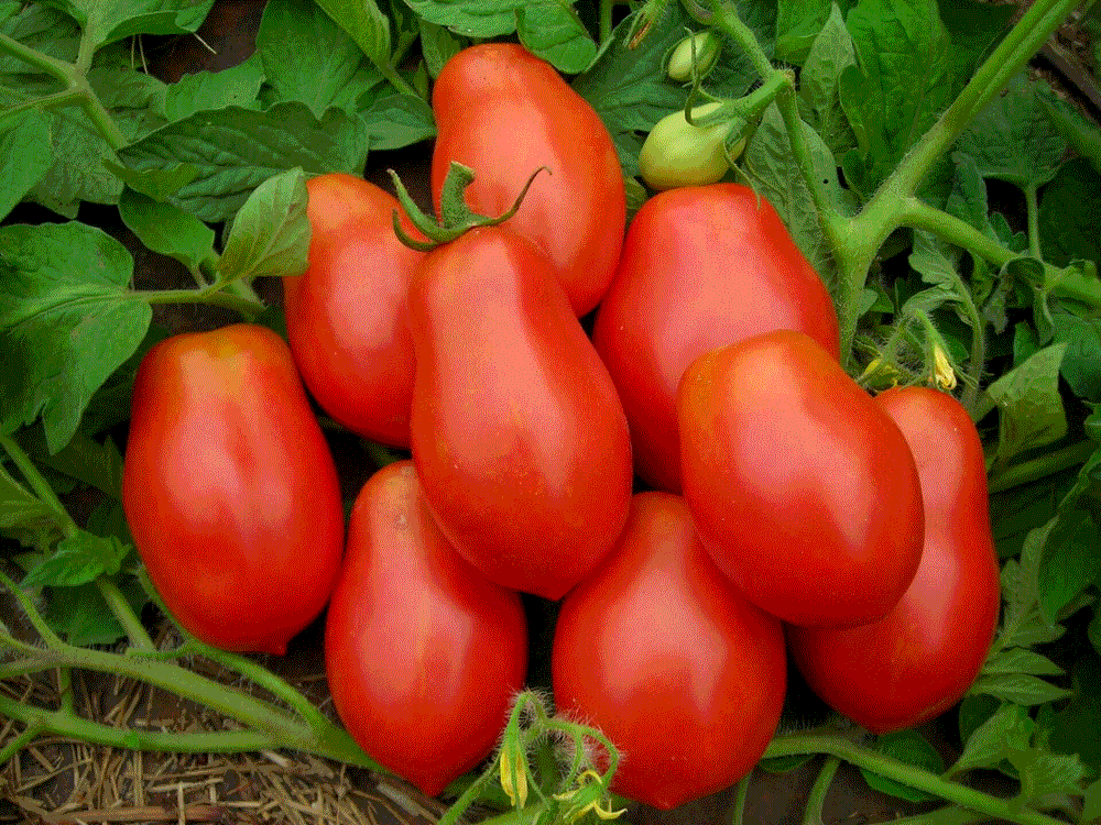 Rosii Denar / Tomate Denar , 0.5g seminte