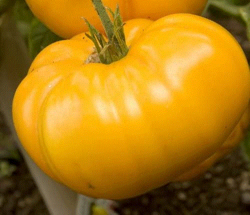 Rosii galbene Yellowstone / Tomate galbene Yellowstone , 0.3g seminte