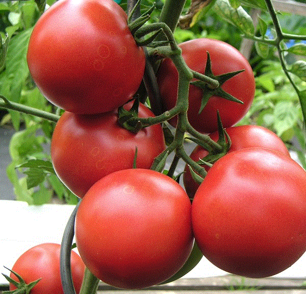 Rosii Harzfeuer timpurii / Tomate Harzfeuer timpurii , 0.3g seminte