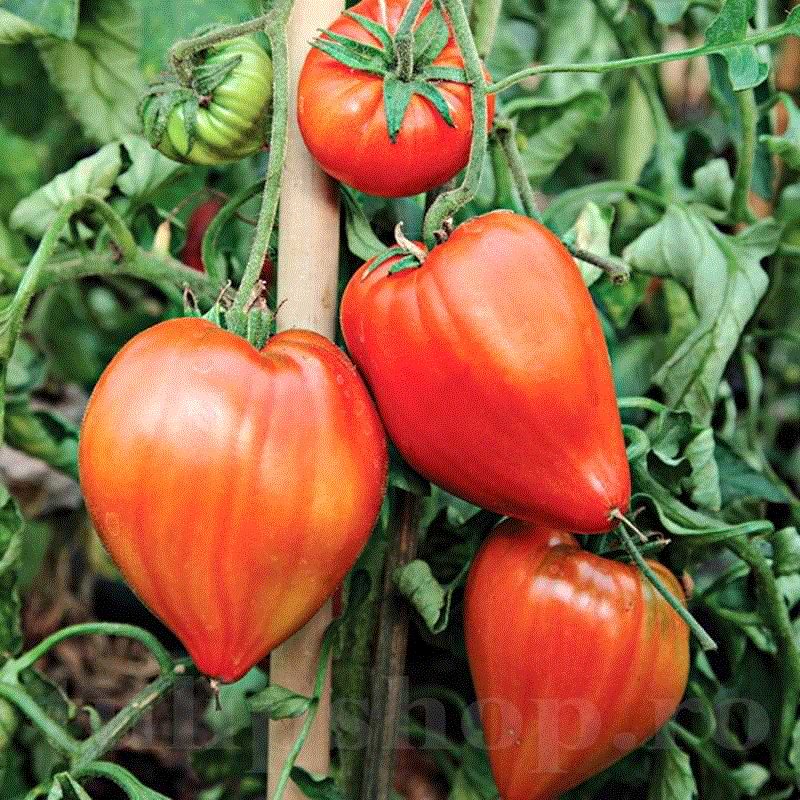 Rosii Oxheart Inima de bou / Tomate Oxheart Inima de bou , 0.5g seminte