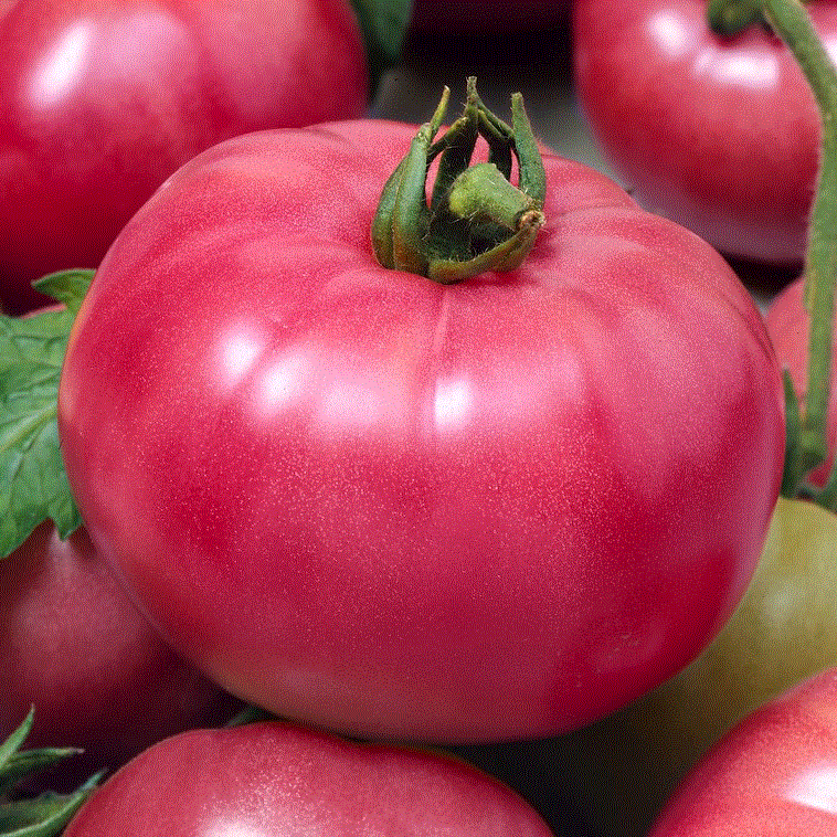 Rosii zmeura Ozarowski / Tomate roz Ozarowski , 0.5g seminte