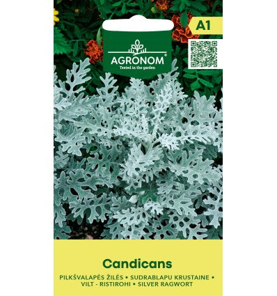 Cineraria argintie Candicans