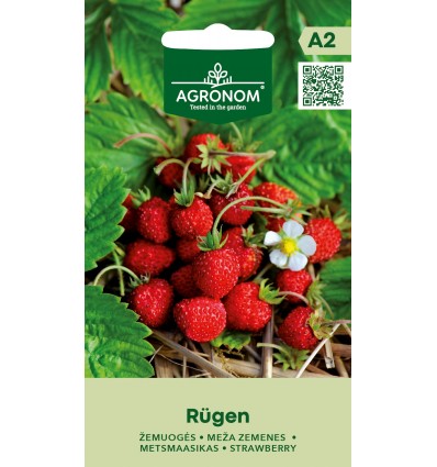 Căpșuni de pădure Rugen